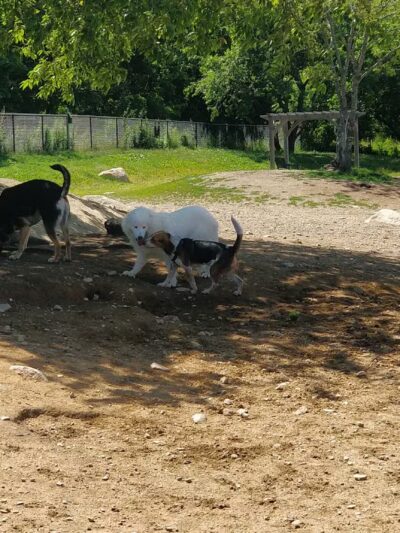 Gloucester Dog Park - Gloucester, MA