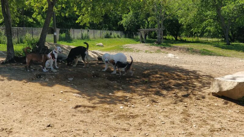 Gloucester Dog Park - Gloucester, MA