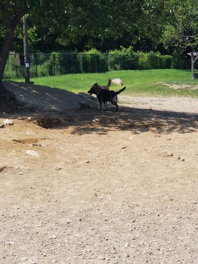 Gloucester Dog Park - Gloucester, MA