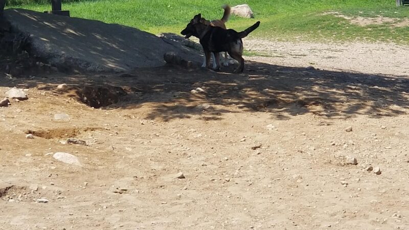 Gloucester Dog Park - Gloucester, MA