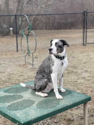 Gloucester Dog Park - Gloucester, MA
