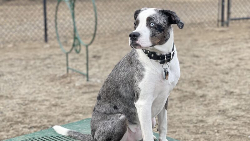 Gloucester Dog Park - Gloucester, MA