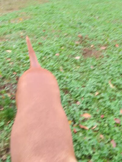 Gloucester Dog Park - Gloucester, MA