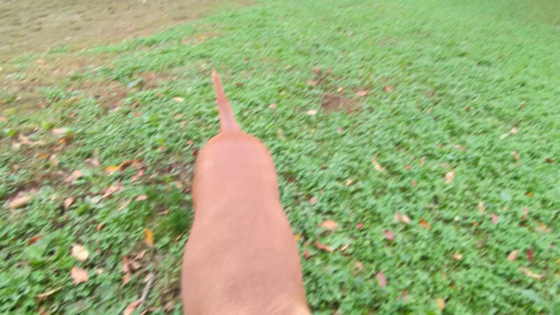 Gloucester Dog Park - Gloucester, MA