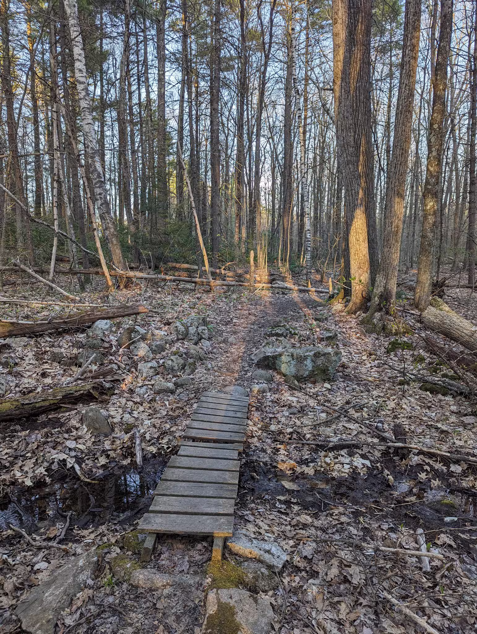 Florence M. Tarr Wildlife Sanctuary - Goffstown, NH