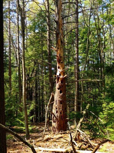 Florence M. Tarr Wildlife Sanctuary - Goffstown, NH