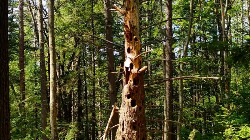 Florence M. Tarr Wildlife Sanctuary - Goffstown, NH