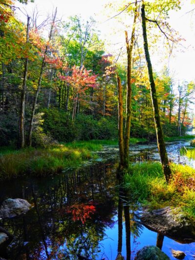 Florence M. Tarr Wildlife Sanctuary - Goffstown, NH