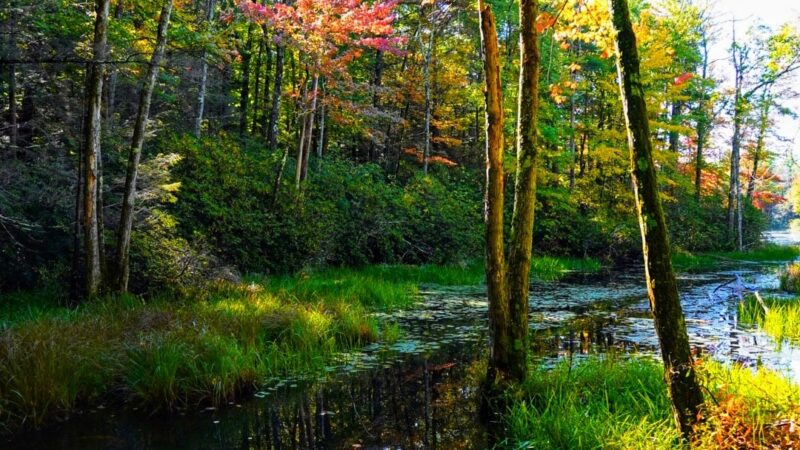 Florence M. Tarr Wildlife Sanctuary - Goffstown, NH