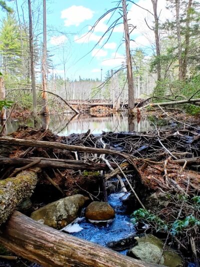 Florence M. Tarr Wildlife Sanctuary - Goffstown, NH