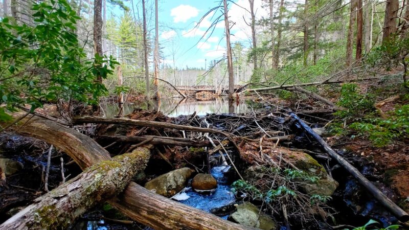 Florence M. Tarr Wildlife Sanctuary - Goffstown, NH