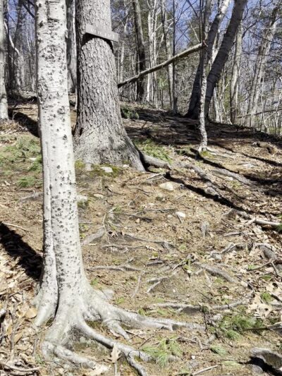Uncanoonuc Trails Parking - Goffstown, NH