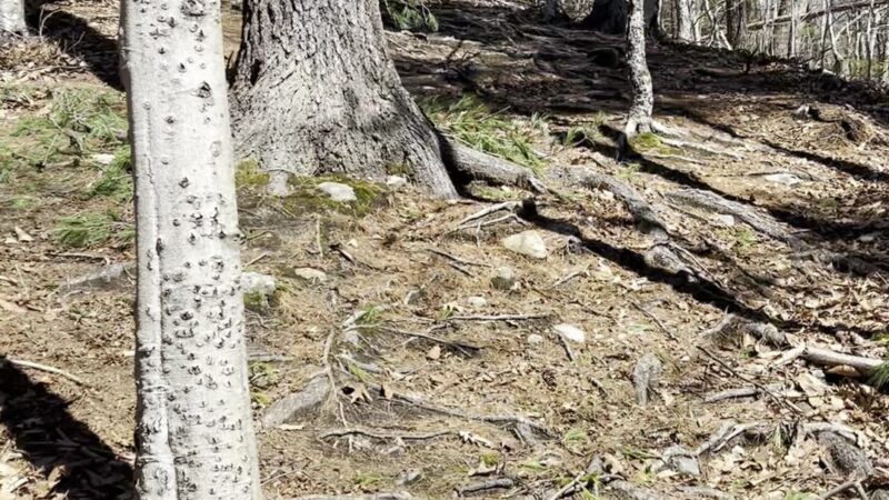 Uncanoonuc Trails Parking - Goffstown, NH