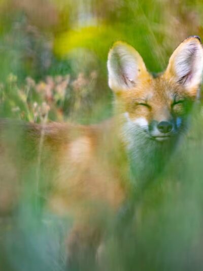 Goffstown Rail Trail Parking - Goffstown, NH