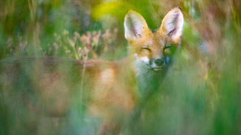 Goffstown Rail Trail Parking - Goffstown, NH