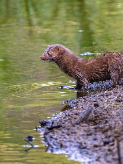 Goffstown Rail Trail Parking - Goffstown, NH