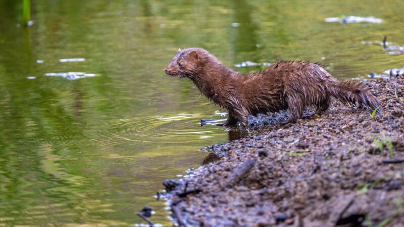Goffstown Rail Trail Parking - Goffstown, NH