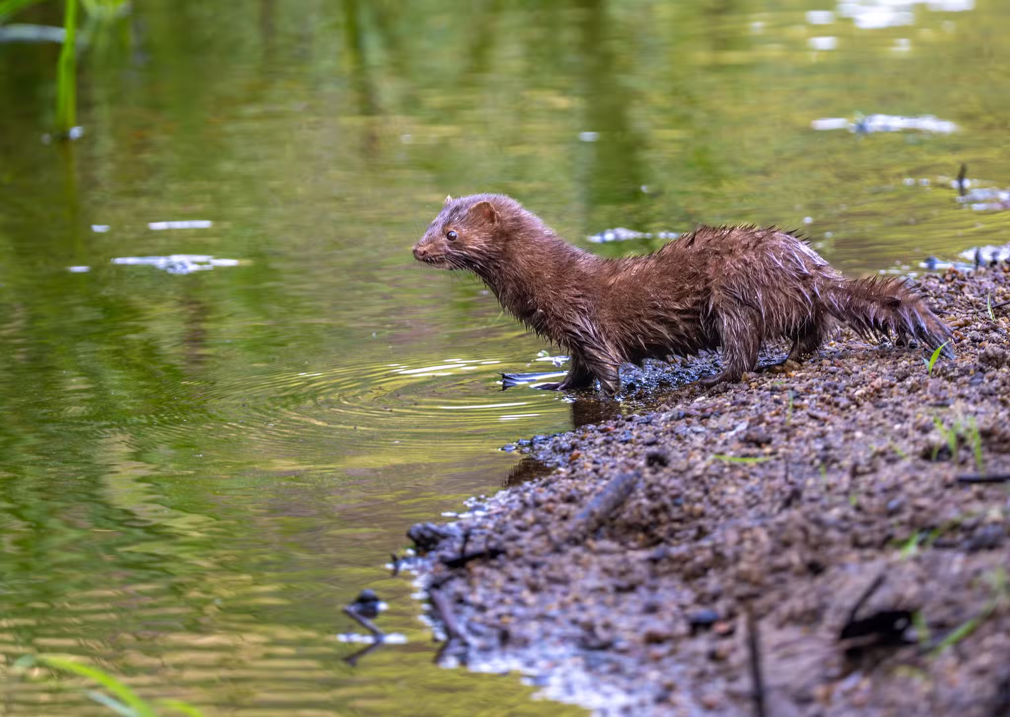Goffstown Rail Trail Parking - Goffstown, NH