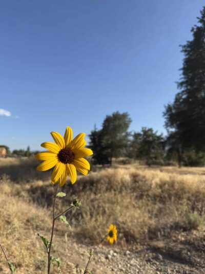 Meadowbrook Park - Golden Hills, CA