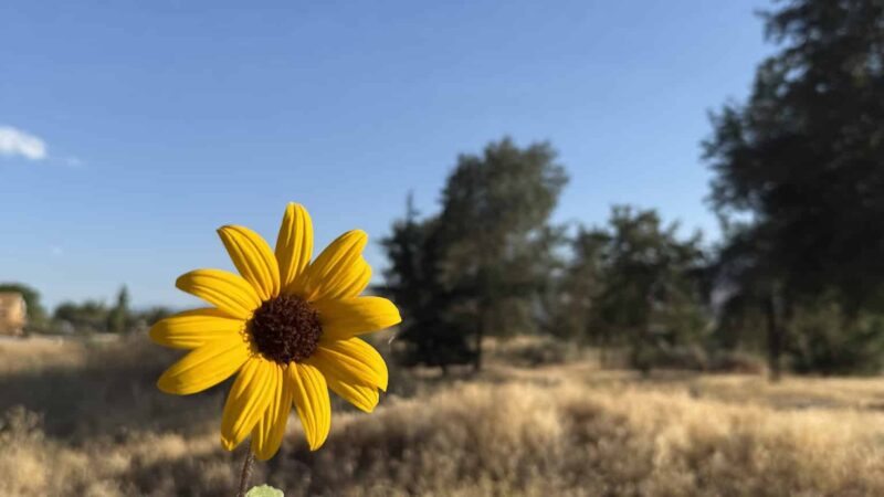 Meadowbrook Park - Golden Hills, CA