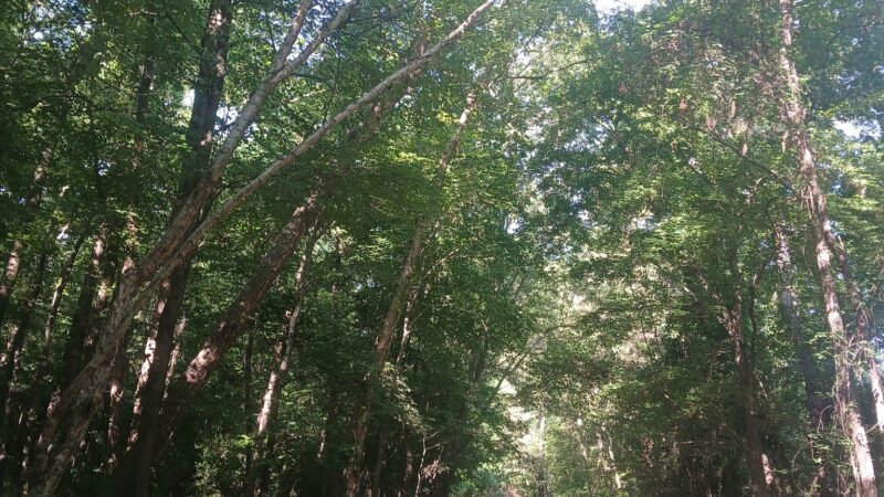 Reedy Branch Trail - Goldsboro, NC