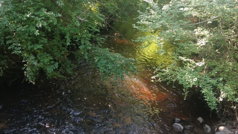 Reedy Branch Trail - Goldsboro, NC