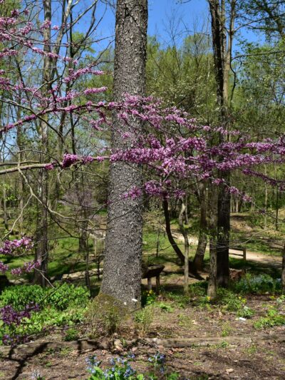 Creasey Mahan Nature Preserve - Goshen, KY