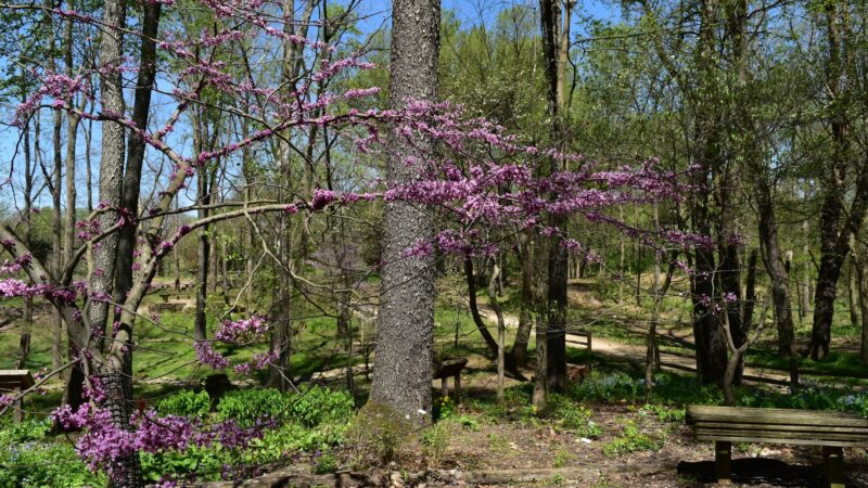 Creasey Mahan Nature Preserve - Goshen, KY