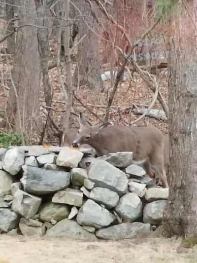 Forbush Sanctuary - Grafton, MA