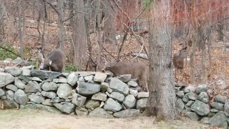 Forbush Sanctuary - Grafton, MA