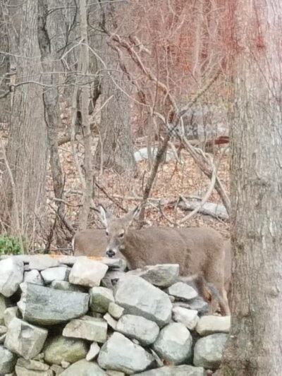 Forbush Sanctuary - Grafton, MA