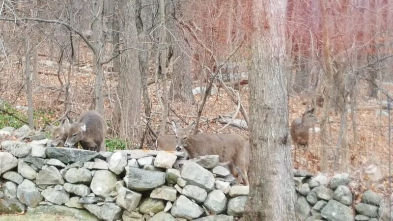 Forbush Sanctuary - Grafton, MA