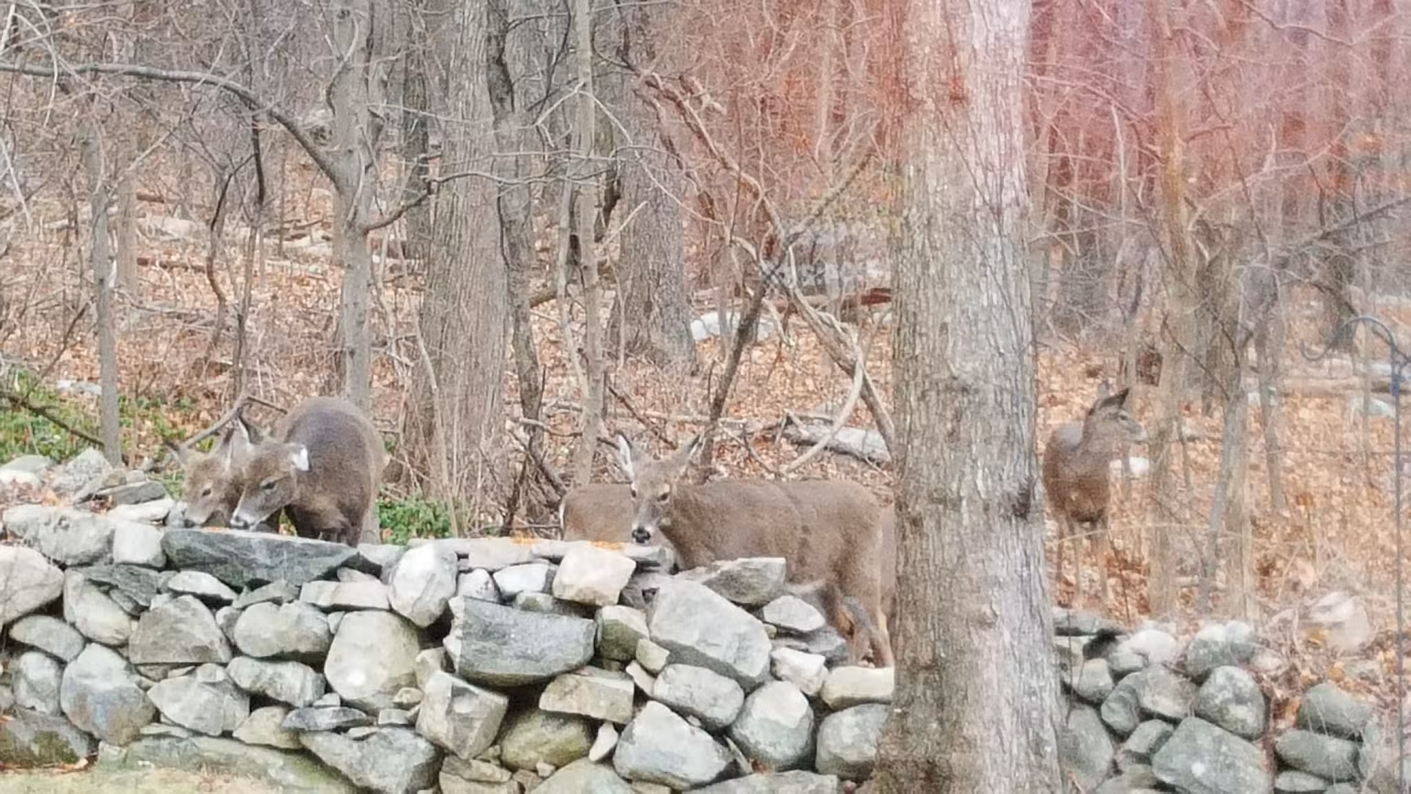 Forbush Sanctuary - Grafton, MA