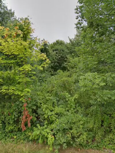 Great Meadow Conservation Area - Grafton, MA