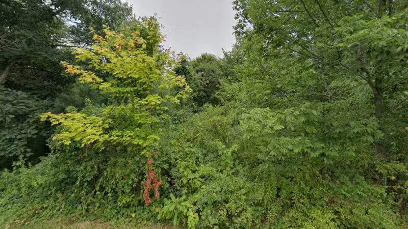 Great Meadow Conservation Area - Grafton, MA
