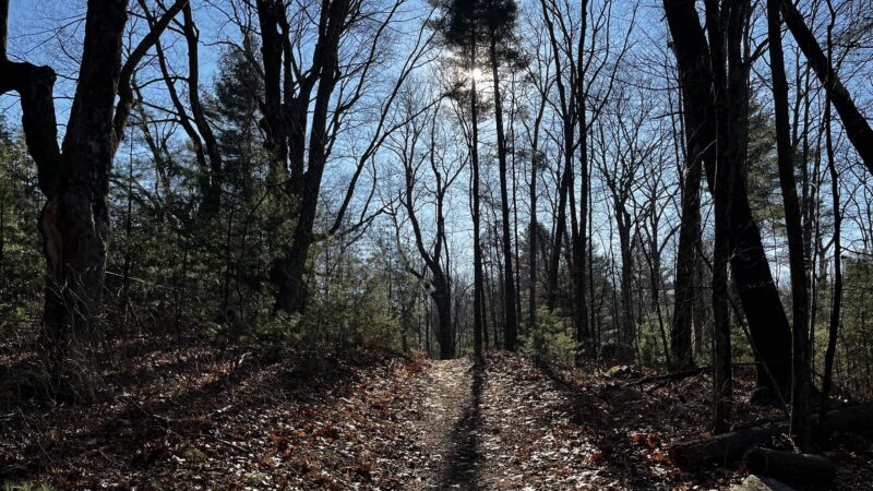 Potter Hill Meadows - Grafton, MA