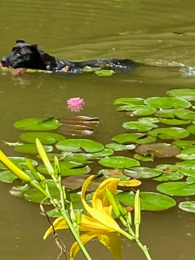 Great Companion Dog Training - Grahamsville, NY