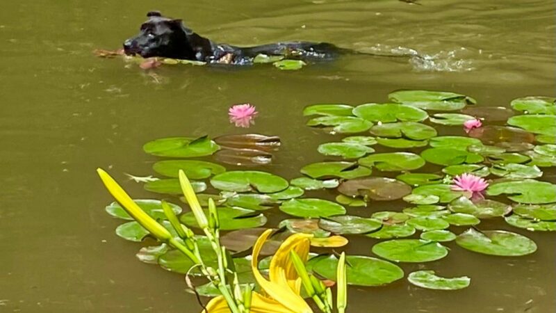 Great Companion Dog Training - Grahamsville, NY