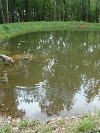 Great Companion Dog Training - Grahamsville, NY