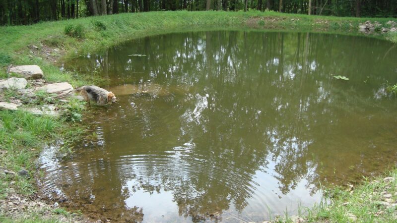 Great Companion Dog Training - Grahamsville, NY