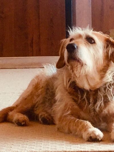 Great Companion Dog Training - Grahamsville, NY