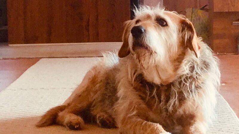 Great Companion Dog Training - Grahamsville, NY