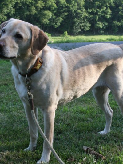 Great Companion Dog Training - Grahamsville, NY