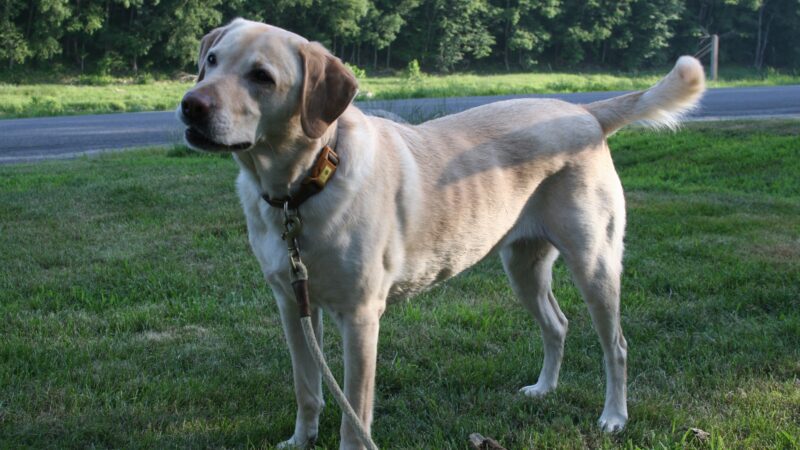 Great Companion Dog Training - Grahamsville, NY