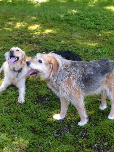 Great Companion Dog Training - Grahamsville, NY