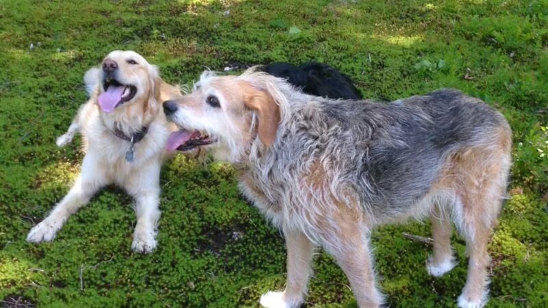 Great Companion Dog Training - Grahamsville, NY