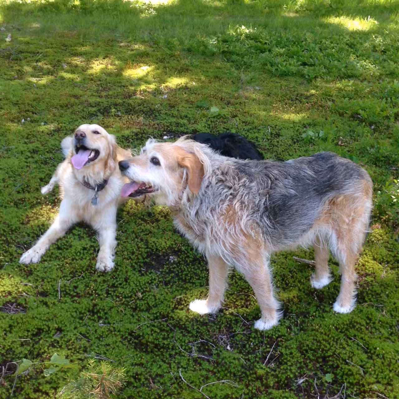 Great Companion Dog Training - Grahamsville, NY