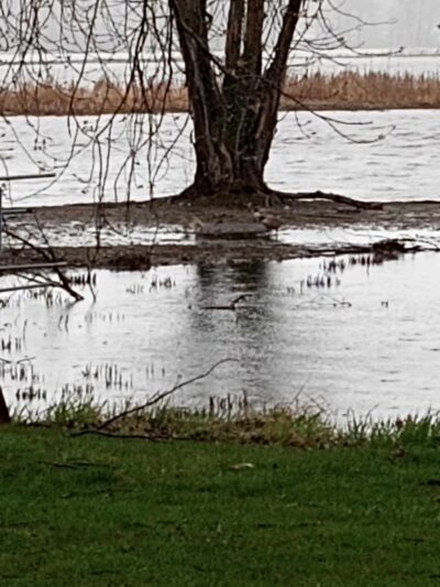 Grand Haven Dog Park - Grand Haven, MI