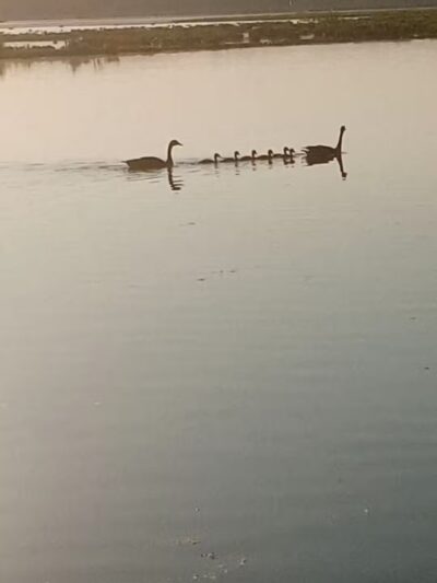 Grand Haven Dog Park - Grand Haven, MI