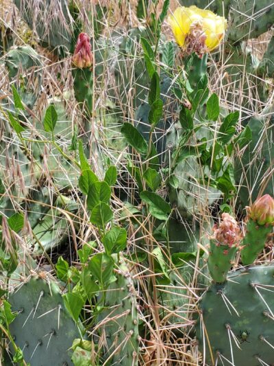 Kannah Creek Trailhead - Grand Junction, CO